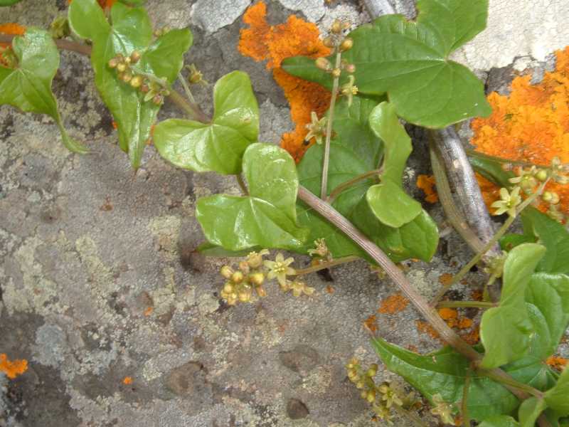 rampicante - Tamus communis